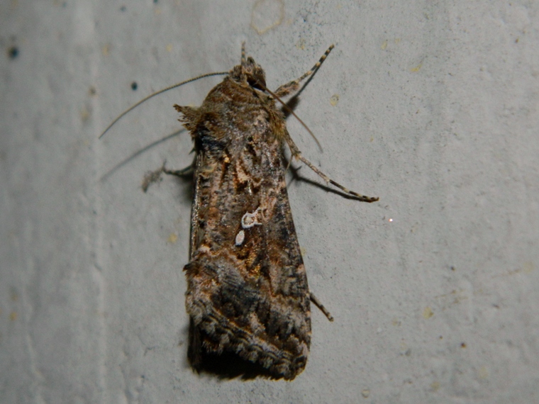 Noctuidae Plusiinae: Trichoplusia ni? - S